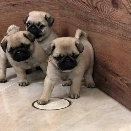 Pug os mais saudaveis e legetimos pacotinhos de amor