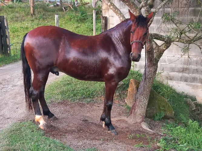 Cavalo MangaLarga, lindo, mando, capado, bem tratado 
