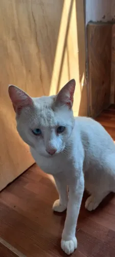 Doação de gato castrado 