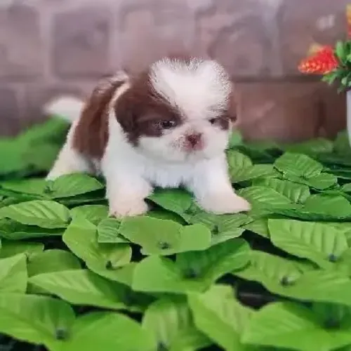 Shihtzu mais um membro