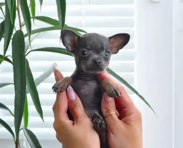 Pinscher 0 -Filhote cheio de alegria 