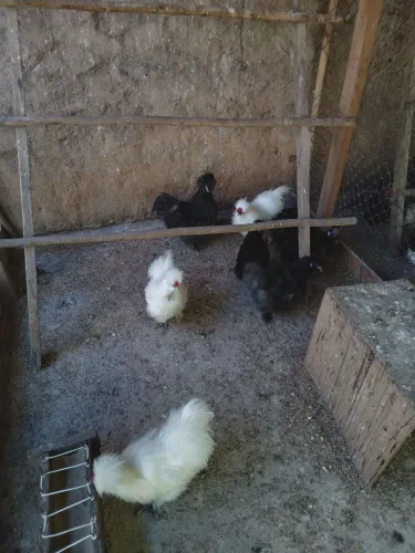 Galinhas Sedosas