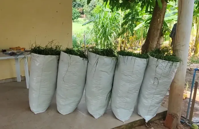 Mudas De Tifton 85 em ramas