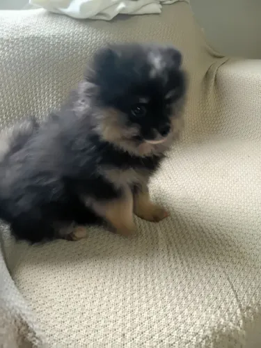 Lulu Spitz Femea Black Tan