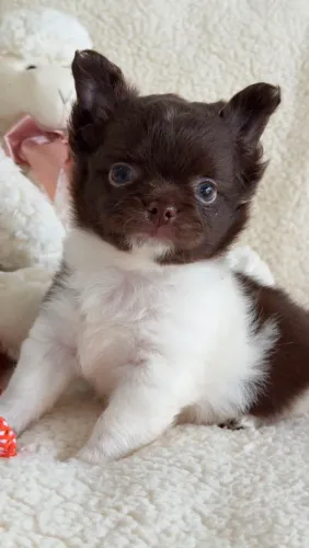 Chihuahua macho Pêlo longo branco máscara chocolate. Um autêntico Chihuahua!