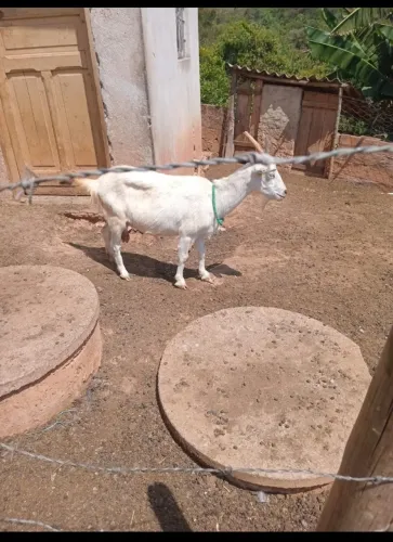 cabra