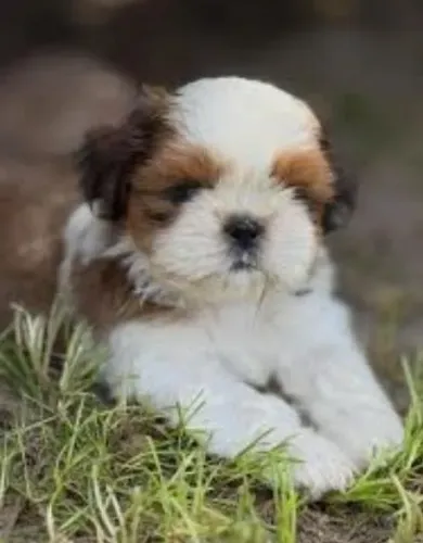 Shihtzu Filhotes Miniaturas Graciosos.
