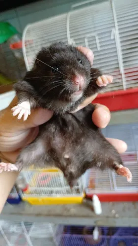 Hamster sirio macho