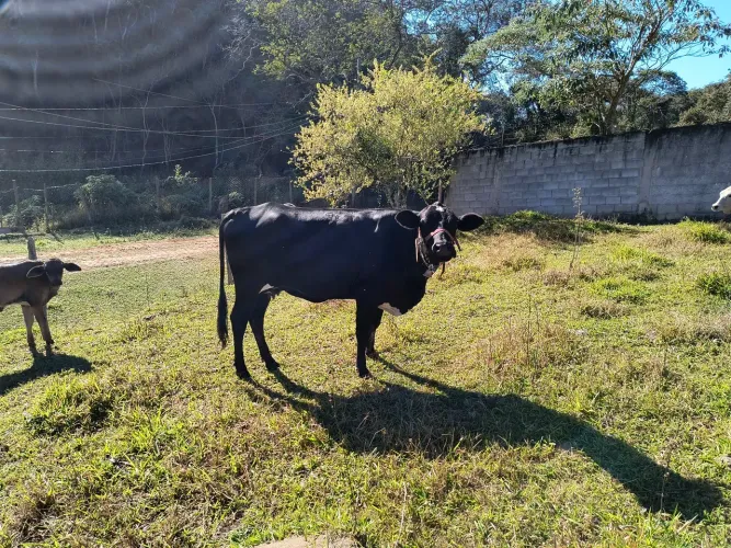 Vende gado em Itapecerica da Serra 