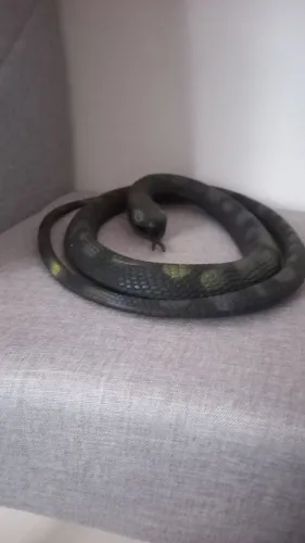 Cobra de brinquedo realista tamanho real