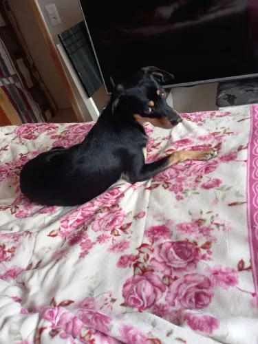 Doa se Cachorrinha fêmea 6 mês