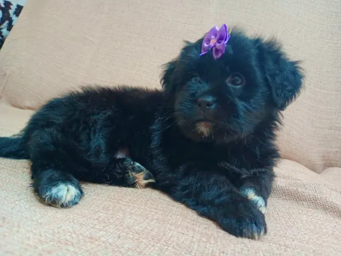 LHASA APSO FÊMEA FILHOTE