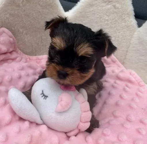 Yorkshire Mini Lindinhos e Fofinhos. 