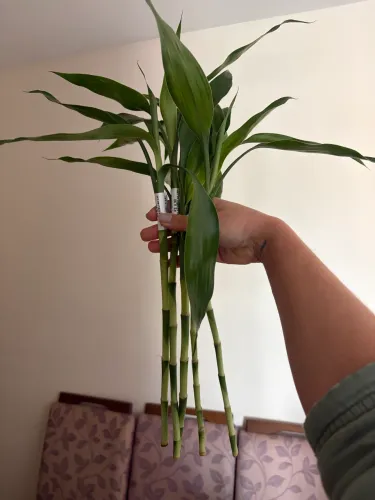 Haste de Bambu