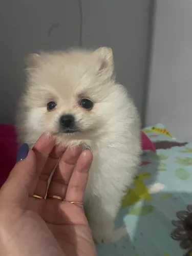 Lulu da Pomerania Spitz alemão 