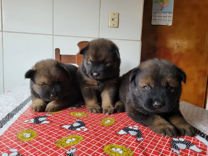 Filhotes de Chusky (mistura de husky e chow chow)