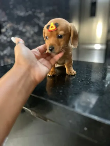 Daschund - Ama cavar 