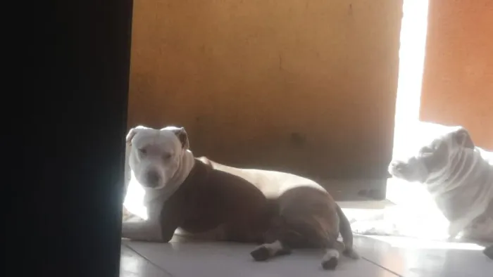 Pit bul doação