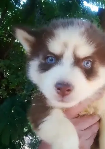 Husky siberiano forte e muito ativo 