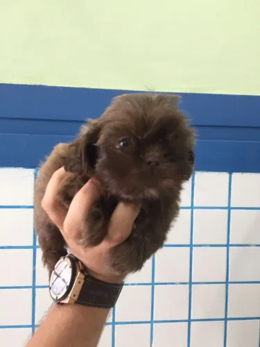 Shih Tzu - Uma dose de fofura para alegrar seus dias!