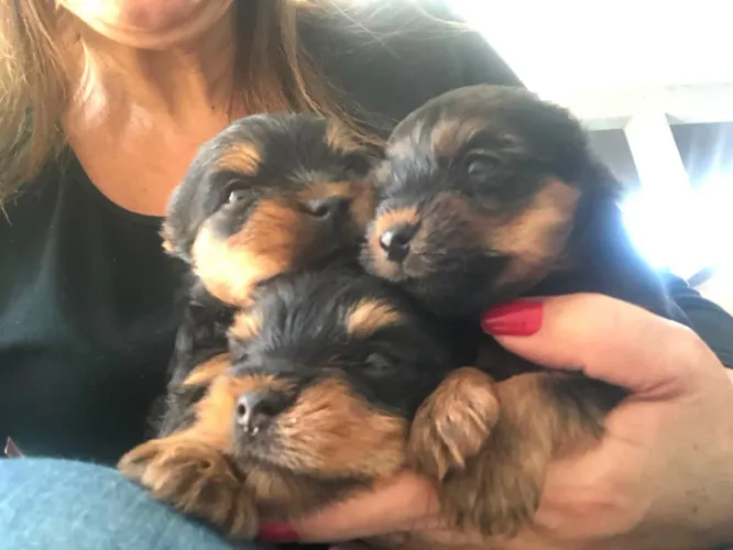 Yorkshire Terrier Filhote Disponível para Reserva