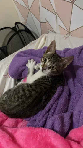 Doação de gato