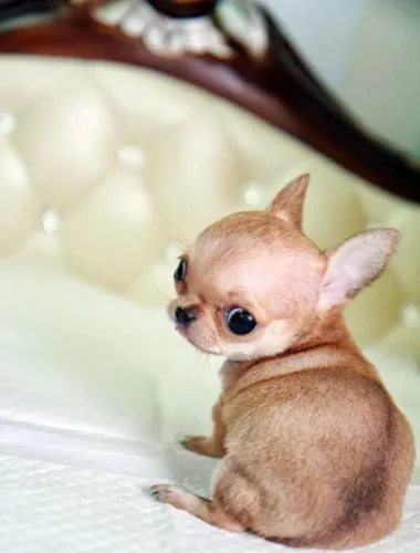 Chihuahua Calor Canino