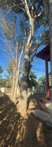 Vende-se 3 árvores de mogno com mais de 20 anos
