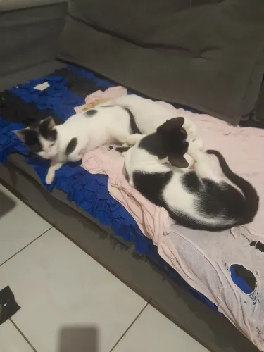 Quem gostaria de adotar uns filhotes de gatos