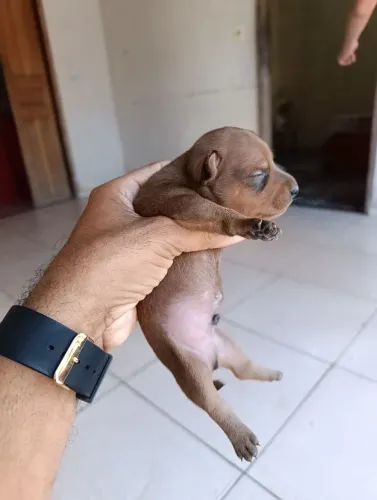 Pinscher miniaturas