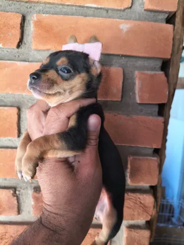Pinscher mini