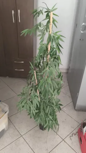 Planta artificial