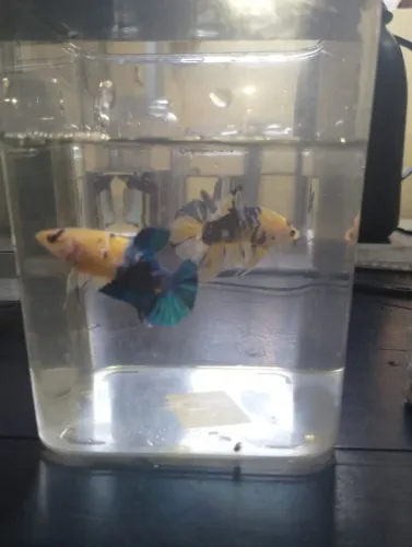 Betta YF