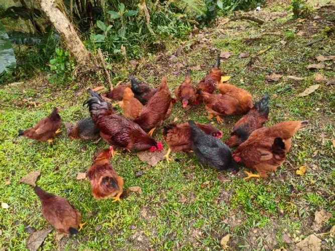 Frango Rhode Island