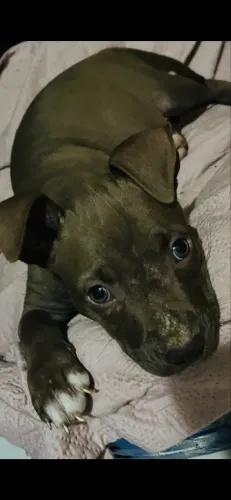 Vendo pitbull puro