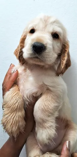 Filhote de Cocker Spaniel Inglês Macho Branco com Dourado 