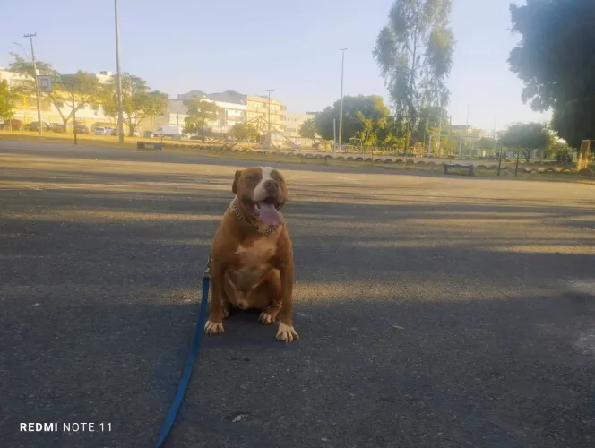Adestramento de cães