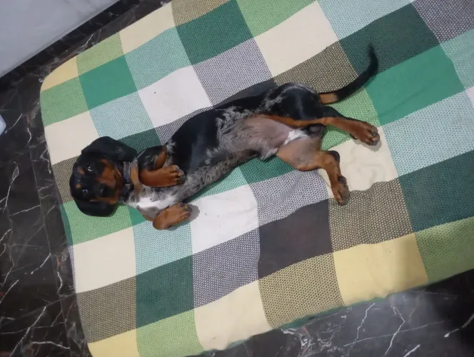 Filhotes de Dachshund-SALSICHA 
