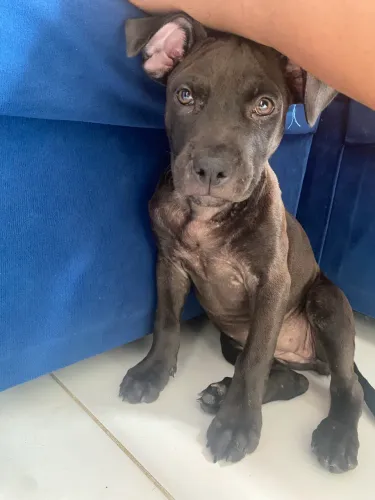 Vendo filhote de pitbull