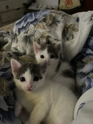 doação de filhote de gato 