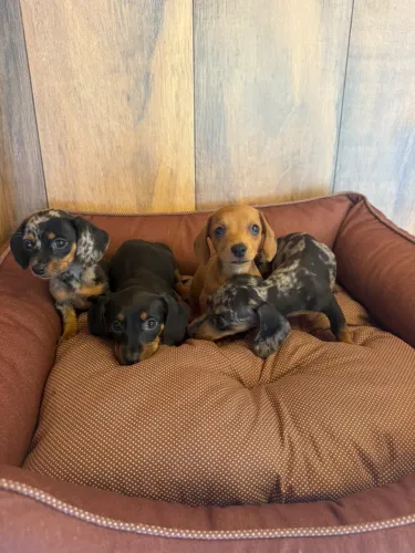 dachshund salsichinha 