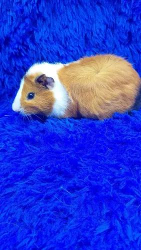 Porquinho bicolor fêmea