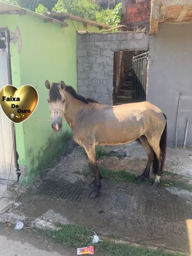 Égua boa de picado pa frente