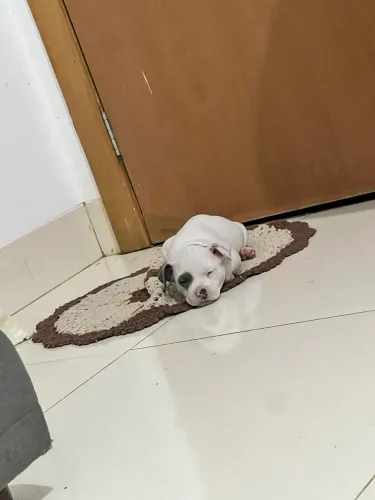 Cachorro