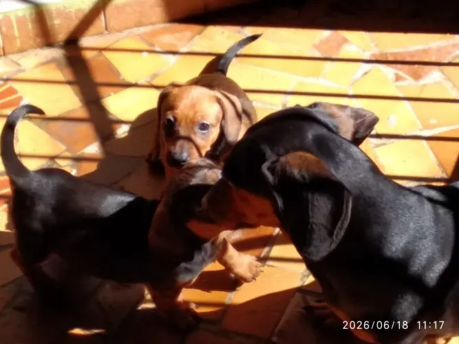 VENDO 2 FILHOTES DE DACHSLUND ( CACHORRO SALSICHA)