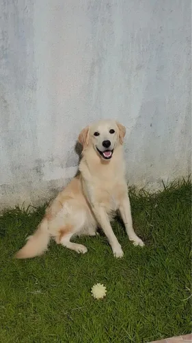 Doação de Golden Retriever