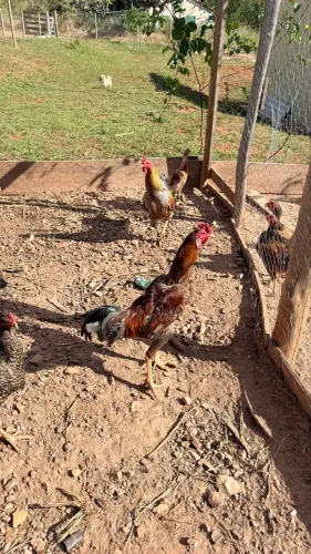 Frangos caipira