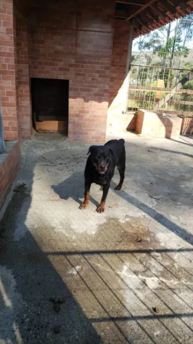 Doação de Rotweiler fêmea adulta