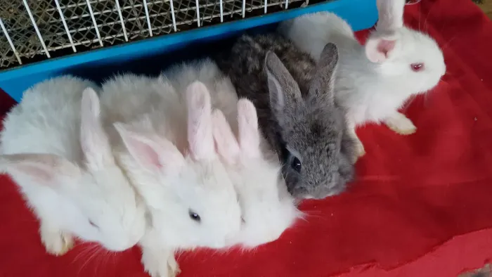 Coelhinhos lindos 