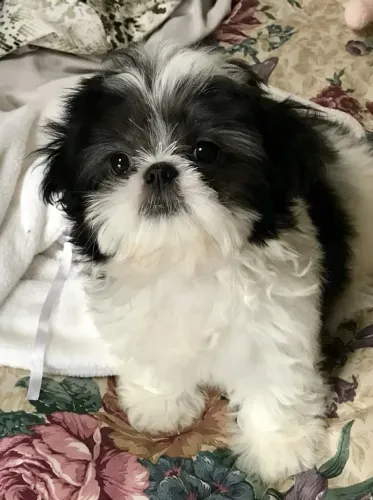 Shih tzu macho Filhote 66 dias Presenteie 
